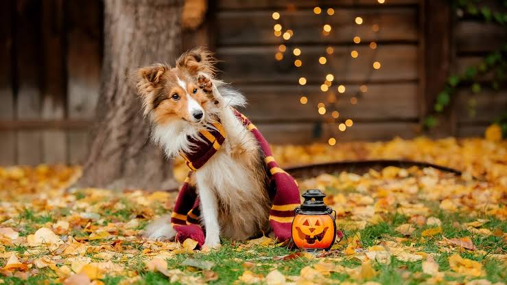 St. Helena Hometown Harvest Festival